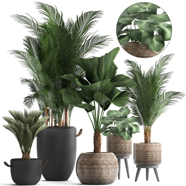 Plant Collection 422. palm, hovea, black flowerpot, basket, pot, tropical plant, likuala, loft, Howea forsteriana — Descargar
