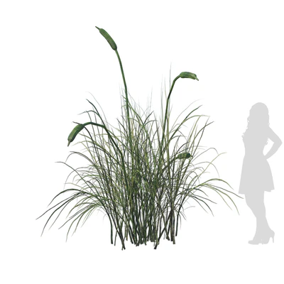 Broadleaf cattail grass cluster — Вид 4