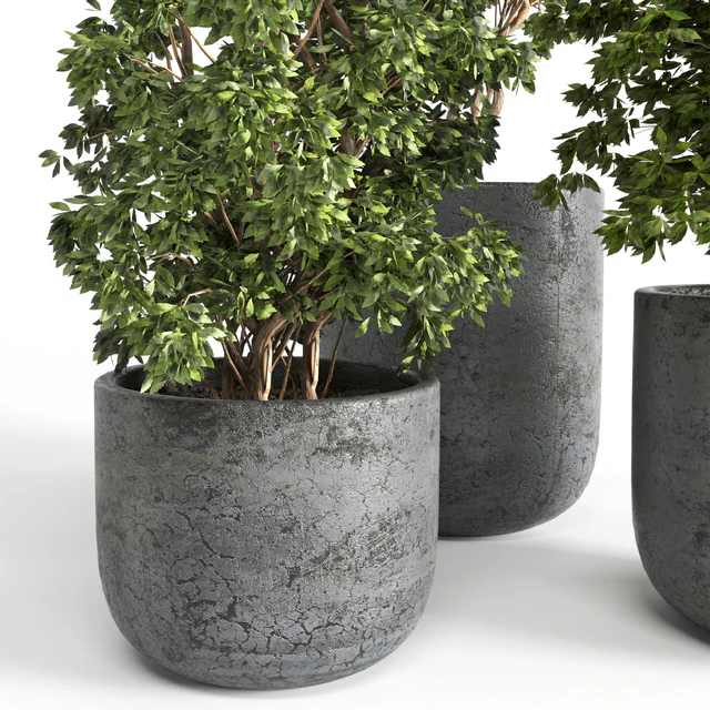 Outdoor plant 06 — Descargar