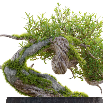 Bonsai plant 03 — Ver 4