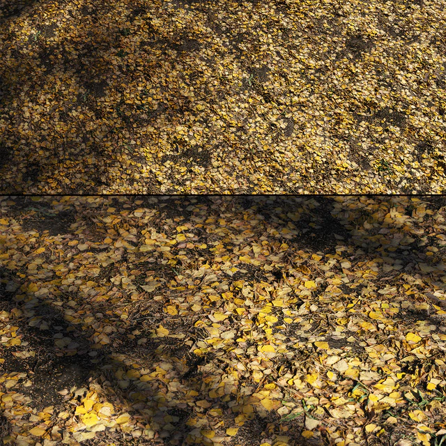 Foliage Autumn — Descargar