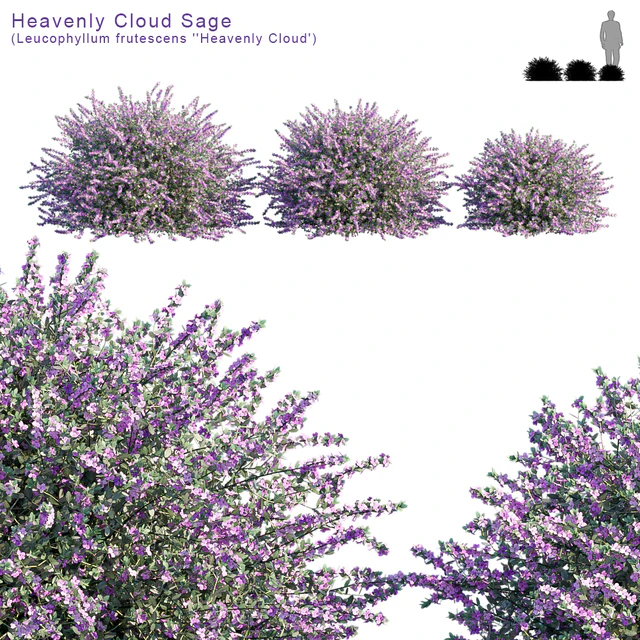 Heavenly Cloud Sage | Leucophyllum frutescens — Descargar