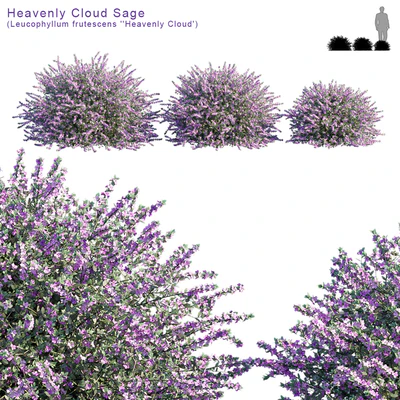 Heavenly Cloud Sage | Leucophyllum frutescens — Ver 1