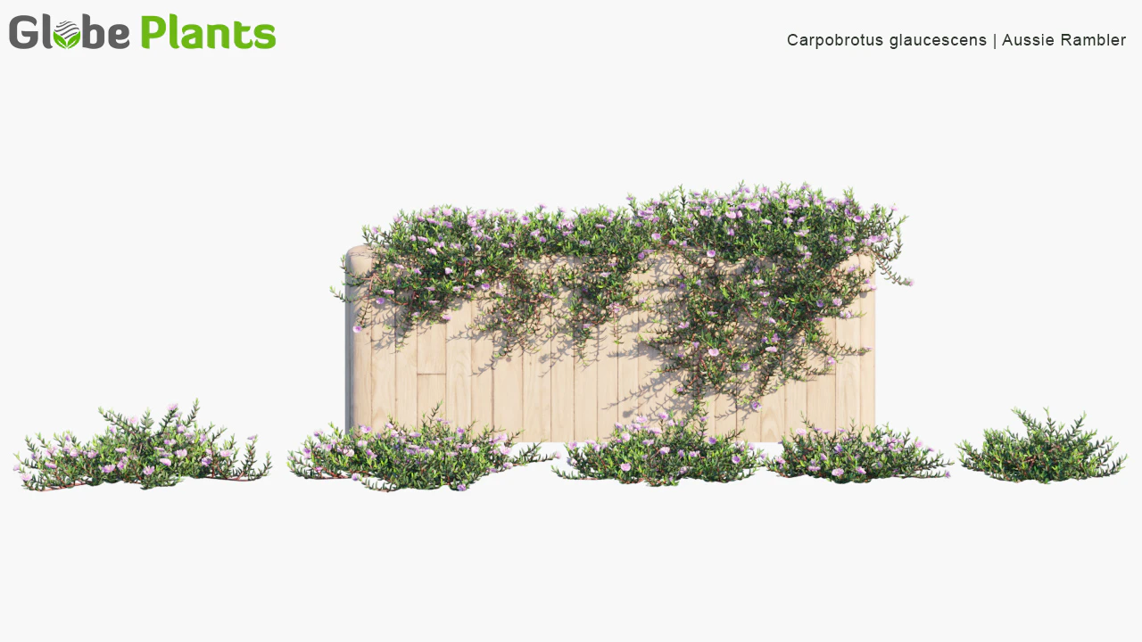carpobrotus glaucescens — Download
