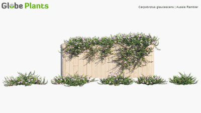 carpobrotus glaucescens — download