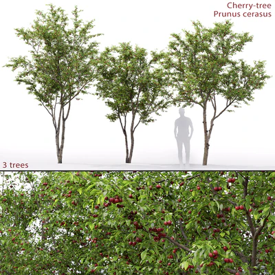 Prunus cerasus | Cherry-tree # 1 — Ver 1