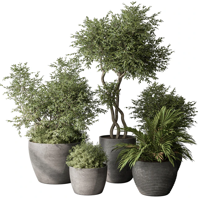 Outdoor Plant Set 393 - Plant Set in Concrete Pot — Download