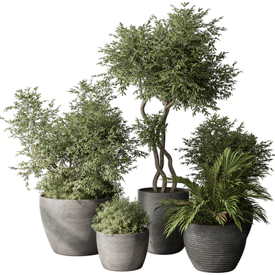 Outdoor Plant Set 393 - Plant Set in Concrete Pot — View 1