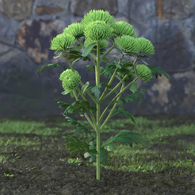 garden flowers 005 — Descargar