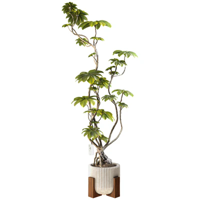 Bonsai FicusTree Set 345 — descargar