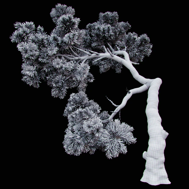 Curved Pine — Descargar