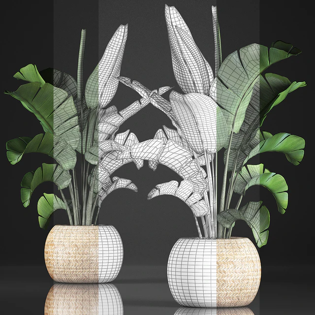 Plant collection 345. Banana palm. Basket, rattan, indoor banana, strelitzia, eco design, bush — Descargar