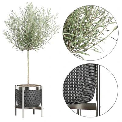 OLIVE TREE 67 — Ver 1