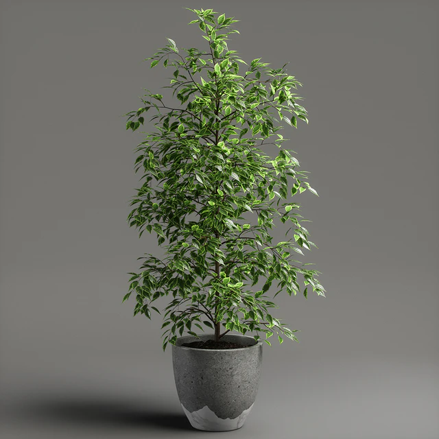 ficus benjamina — Descargar