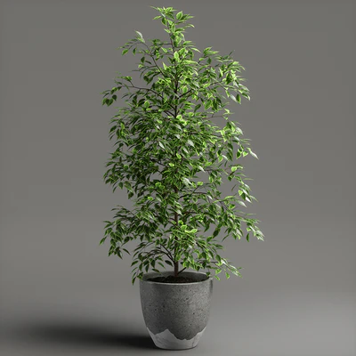 ficus benjamina — Ver 1