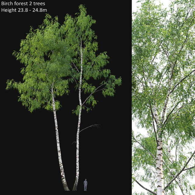 Birch forest part 7 (23.8-24.8m) — Descargar