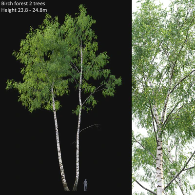 Birch forest part 7 (23.8-24.8m) — Ver 1