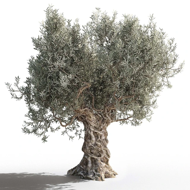 Olive tree 2 — Descargar