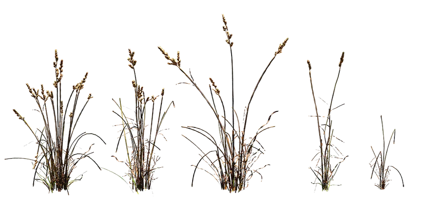 cocksfoot grass 001 — Descargar