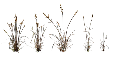 cocksfoot grass 001 — Descargar