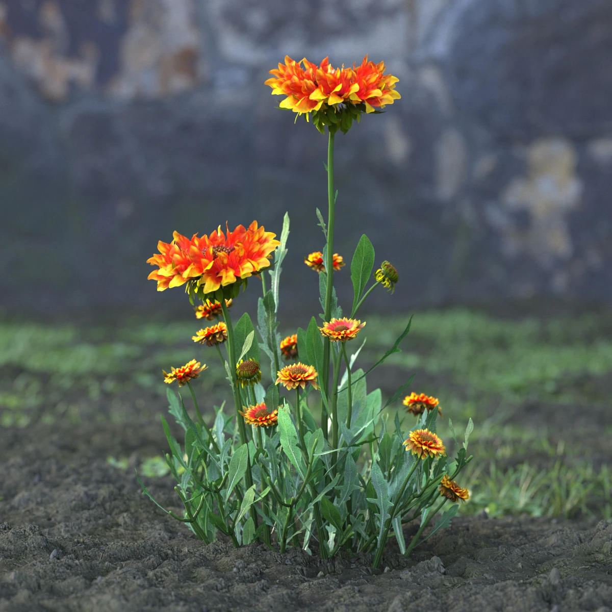 garden flowers 015 — Скачать