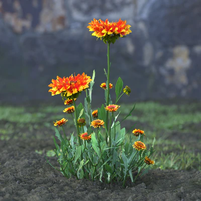 garden flowers 015 — Скачать