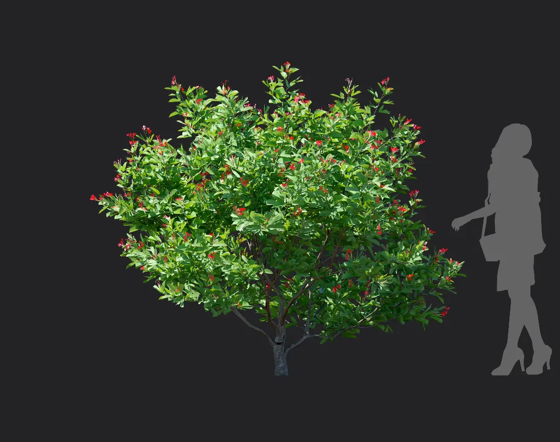 jatropha integerrima 003 — Скачать