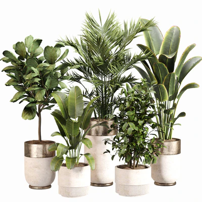 Indoor Plant Set 052 — Ver 1