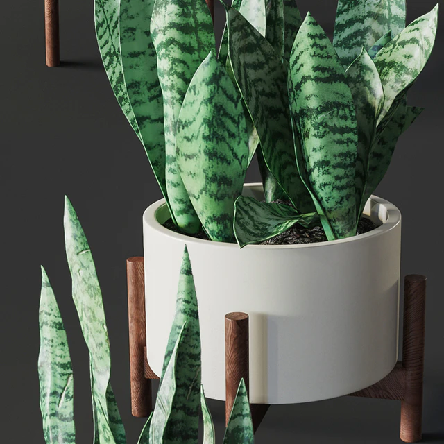 Sansevieria 2 — Descargar