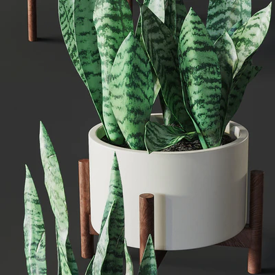 Sansevieria 2 — Ver 3