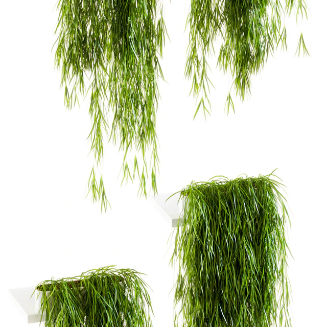Plants on the shelves. 10 models — Descargar