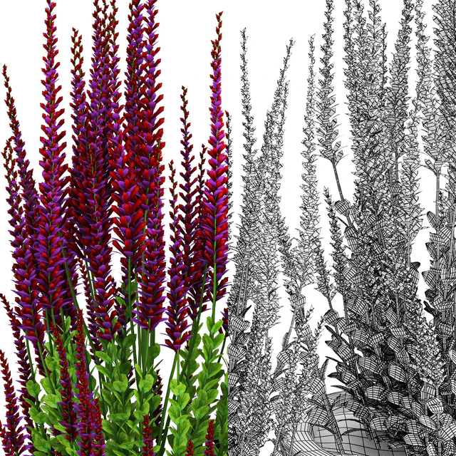 Red plant — Descargar