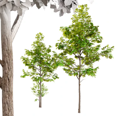 Two ash tree — Ver 2