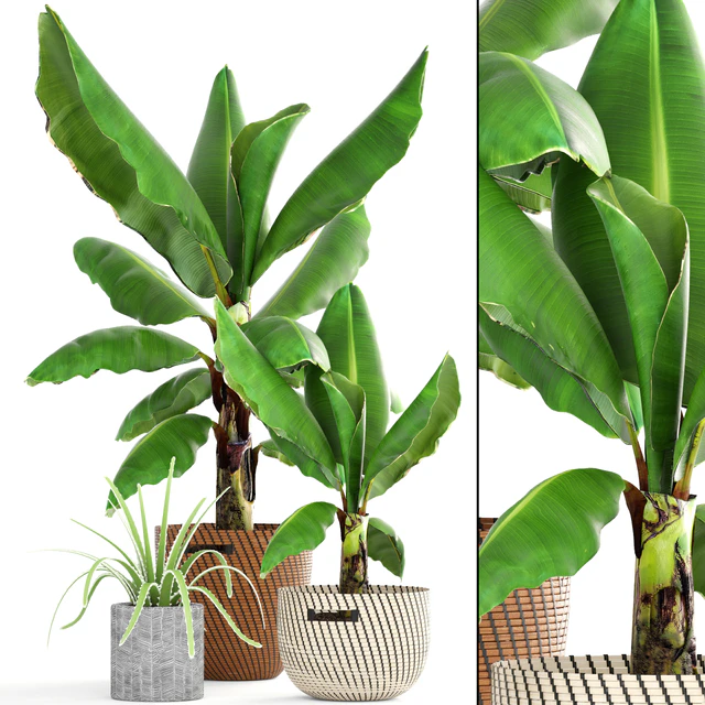 Collection of plants 157. Banana palm, basket, rattan, bush, revenala, decorative, indoor, outdoor — Descargar