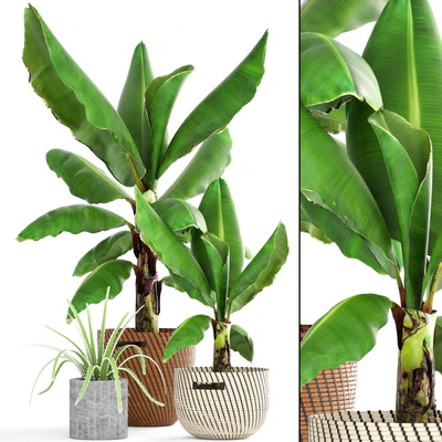 Collection of plants 157. Banana palm, basket, rattan, bush, revenala, decorative, indoor, outdoor — Ver 1