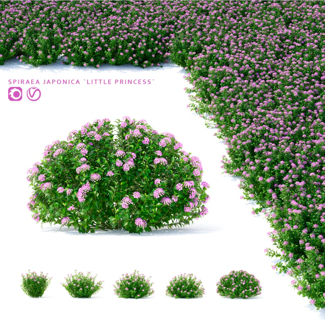 Спирея японская кусты | Spiraea japonica Little Princess — Скачать