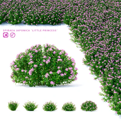 Спирея японская кусты | Spiraea japonica Little Princess — Вид 1