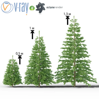 Young spruce — Ver 1