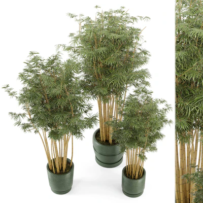 Indoor Plants Bamboo Set in rusty Concrete Pots - Set 108 — Ver 1