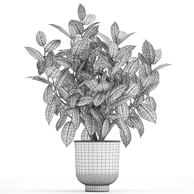 Beautiful lush flower tree Ficus elastic in a white metal pot for interior. 864. — Descargar