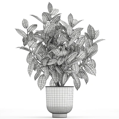 Beautiful lush flower tree Ficus elastic in a white metal pot for interior. 864. — Ver 5