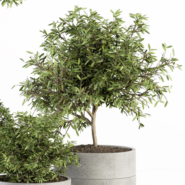 Outdoor Plant Set 241 - Plant in Pot Set — Descargar