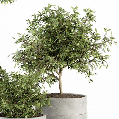 Outdoor Plant Set 241 - Plant in Pot Set — Ver 6
