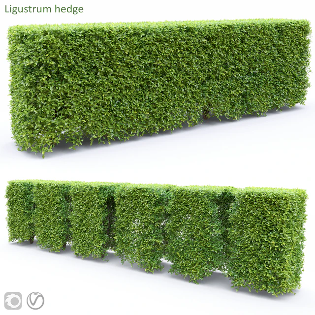 Ligustrum — Download