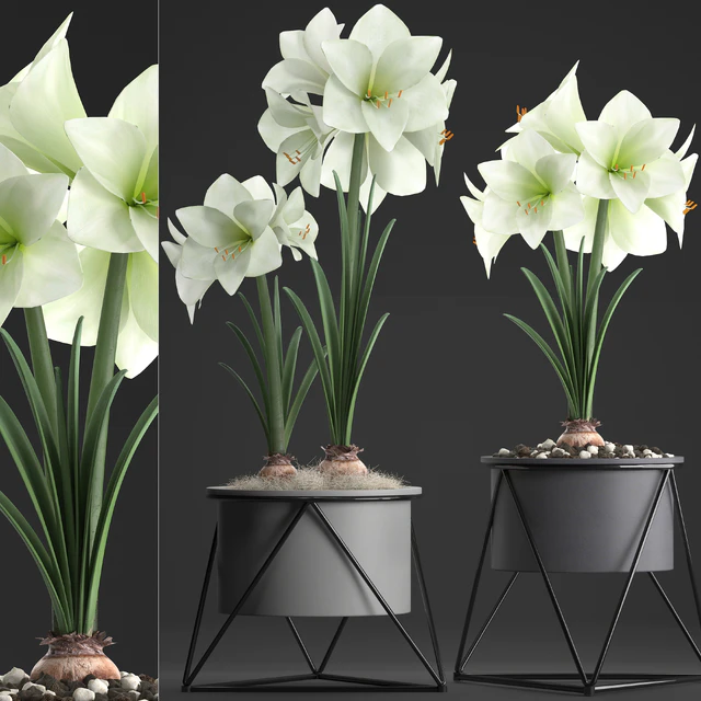 Collection of plants 310. Hippeastrum. Hippeastrum, potted flowers, indoor flowers, flowerpot, flower, pot, Scandinavian style, eco design, White flowers — Descargar
