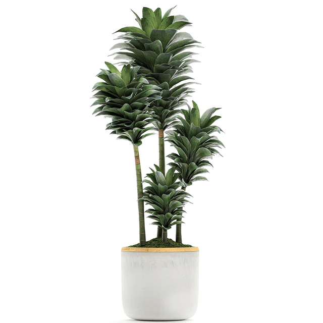 Красивый маленький декоративный цветок Драцена Компакта в белом горшке с золотом. Набор 533 — Скачать