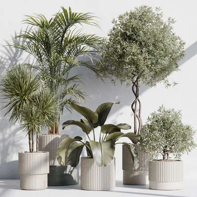 indoor plant set 71 — Вид 1