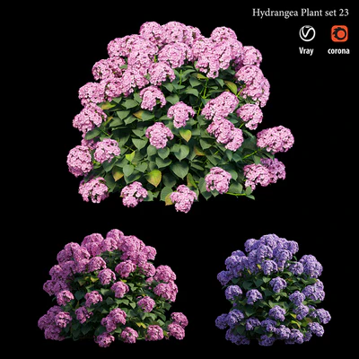 Hydrangea Plant set 23 — Вид 1