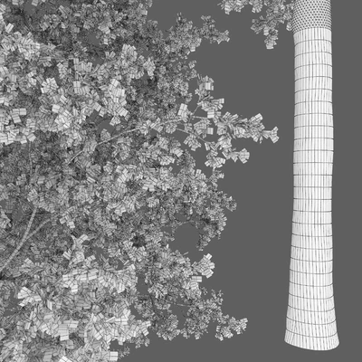 Oak — Вид 6