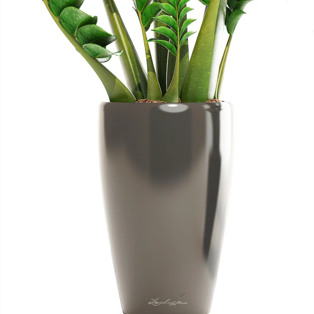 Collection of plants 192. Zamioculcas, flower, pot, bush, flowerpot, interior, decorative — Descargar